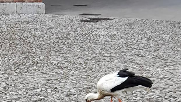 A Mesola e Goro è tornata la cicogna che vuole fare il nido nella caserma dei carabinieri