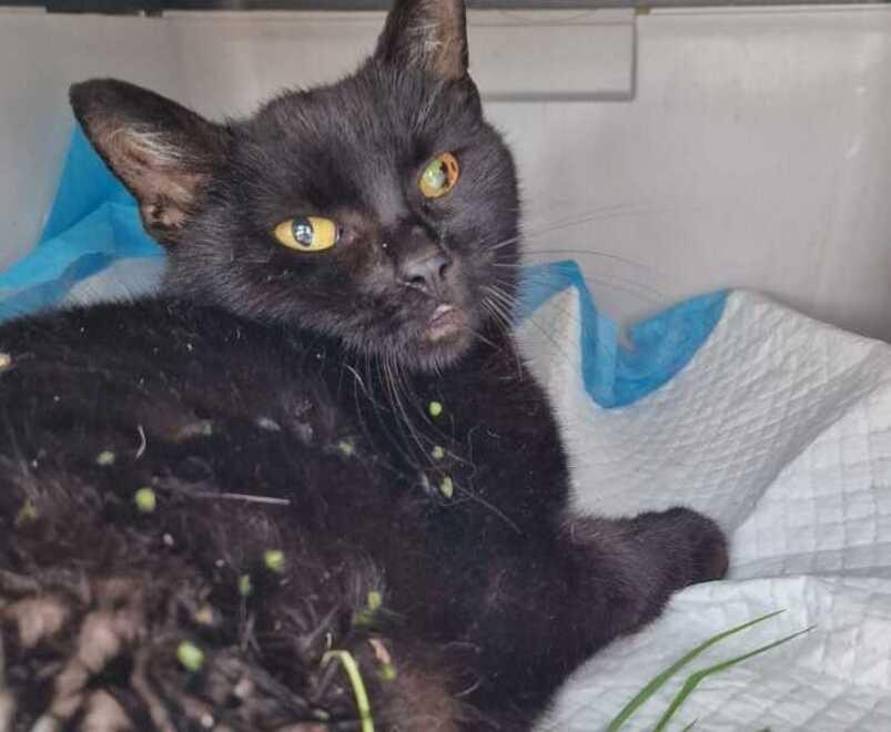 «Mamma gatta investita e senza soccorsi: ora basta»