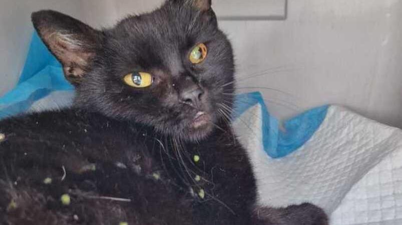 «Mamma gatta investita e senza soccorsi: ora basta»