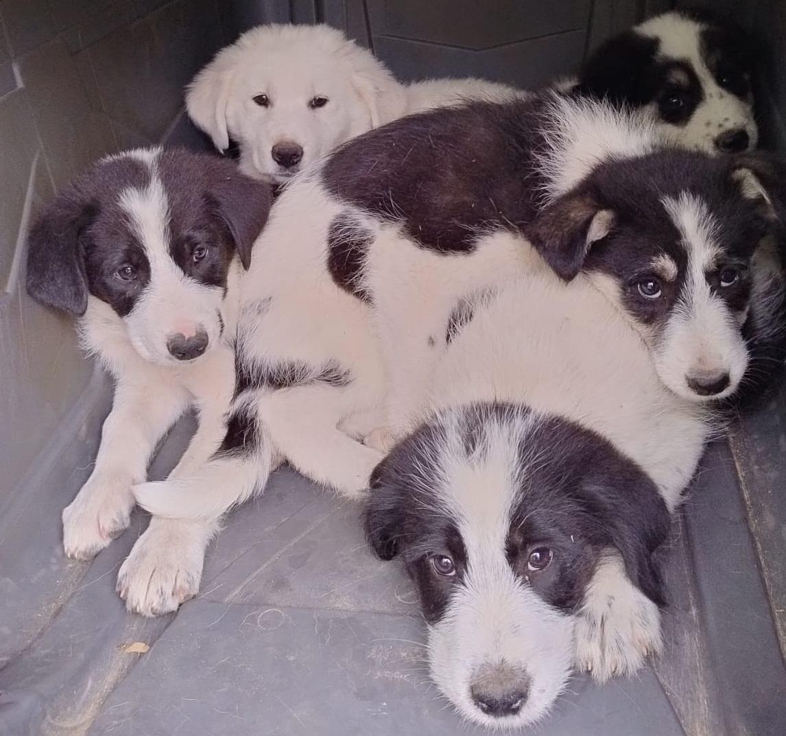 Grosseto, la Municipale salva 8 cagnolini abbandonati
