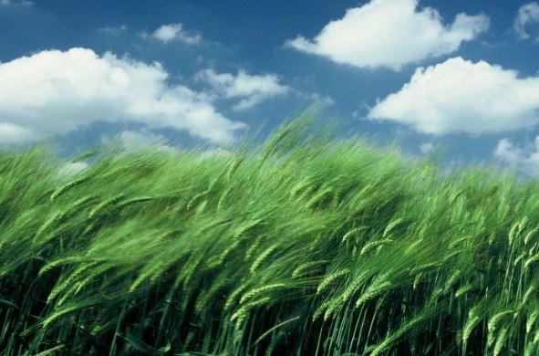 Meteo in Toscana, vento forte: nuova allerta, ecco le zone a rischio