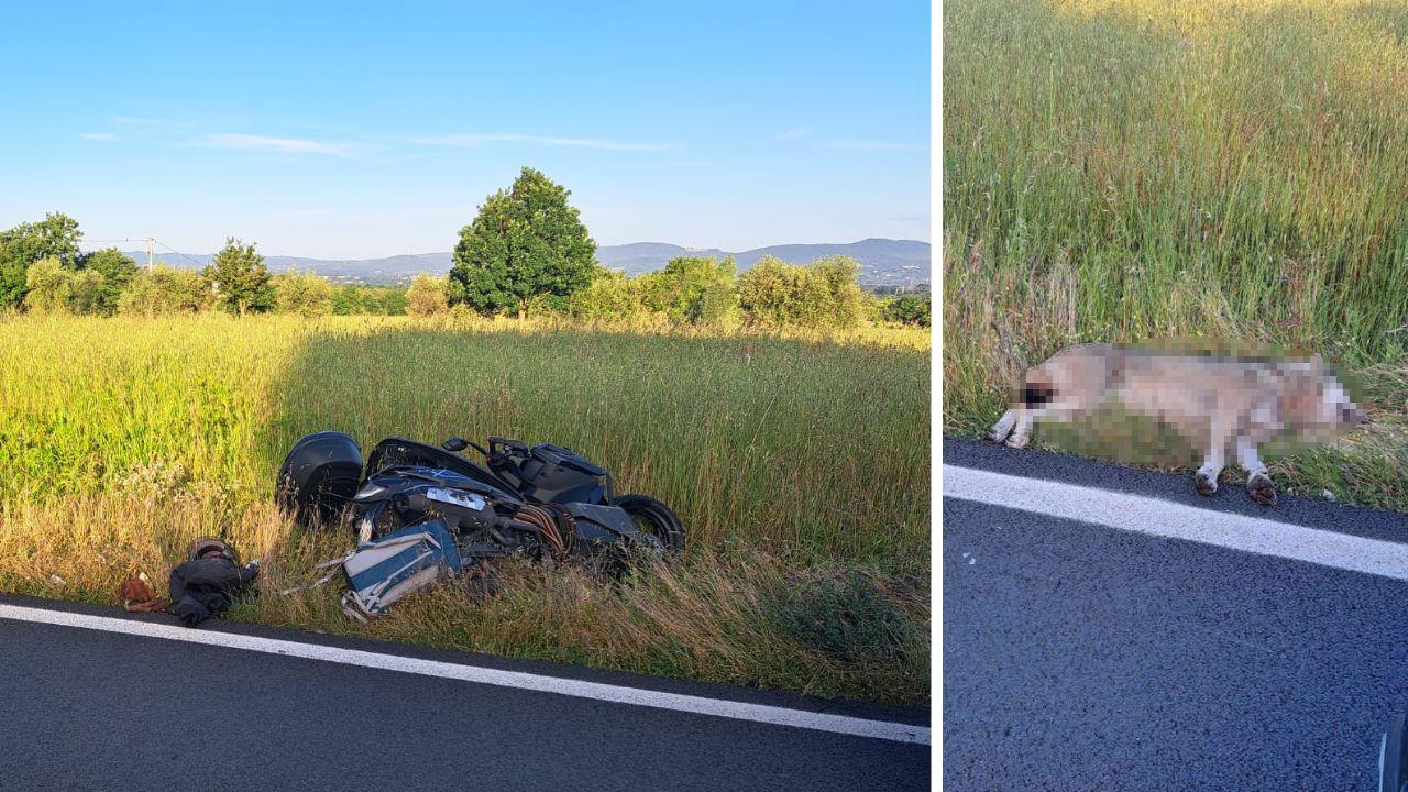 
	Lo scooter coinvolto nell'incidente e il lupo morto in seguito all'impatto


