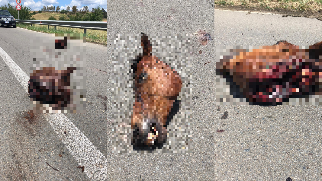 Samatzai, le teste di due cavalli rubati in un maneggio abbandonate sulla Statale 128