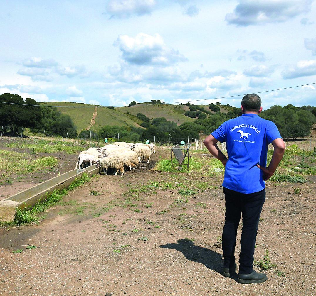 
	Marcello Mulargia nella sua azienda, l'area di Siniscola &egrave; la pi&ugrave; colpita dalla siccit&agrave;<em>&nbsp;</em>nell'isola (<em>foto di Massimo Locci)</em>

