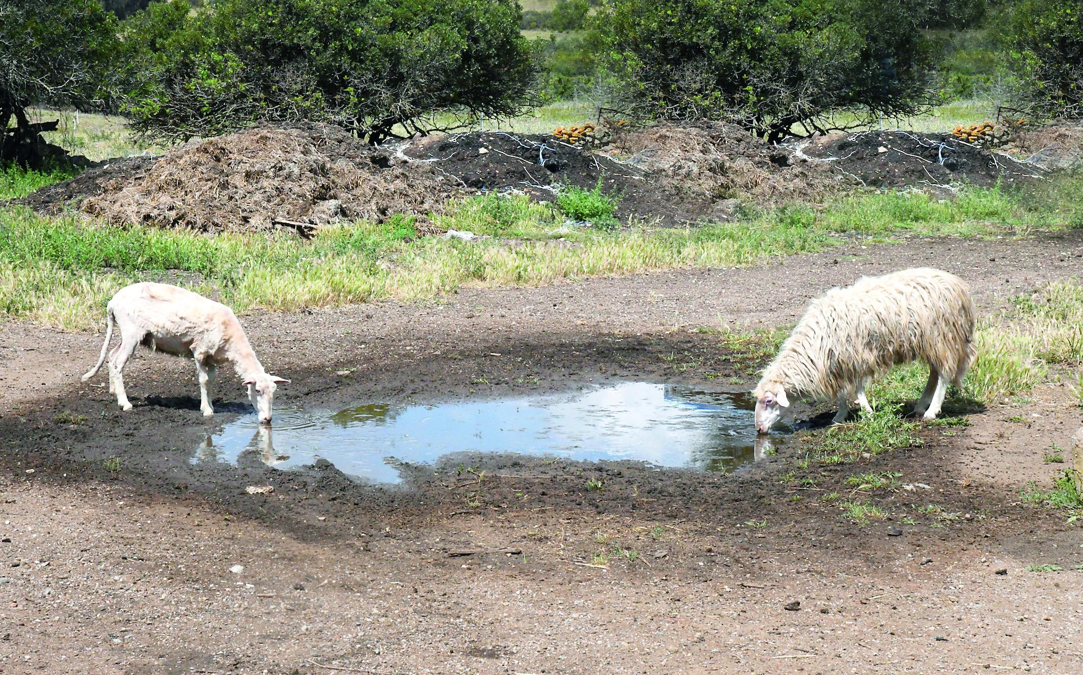 Spari al consorzio di Siniscola, Giovanni Bomboi davanti al giudice 