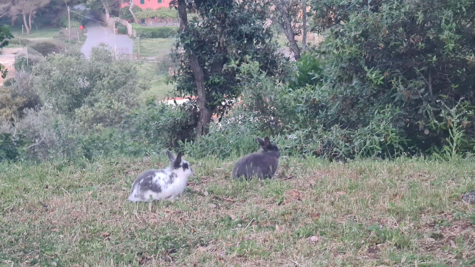 Due esemplari di coniglio in un prato della frazione