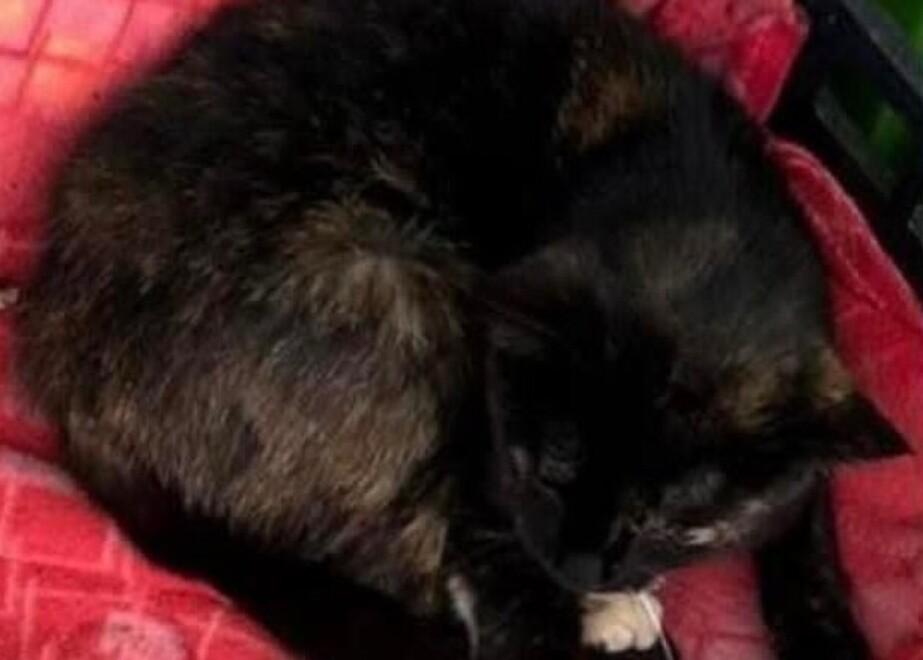 Sedini, una denuncia contro ignoti per l’uccisione del gatto Nutellino
