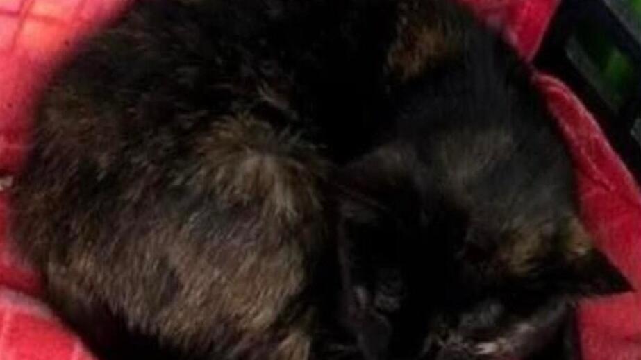 Sedini, una denuncia contro ignoti per l’uccisione del gatto Nutellino