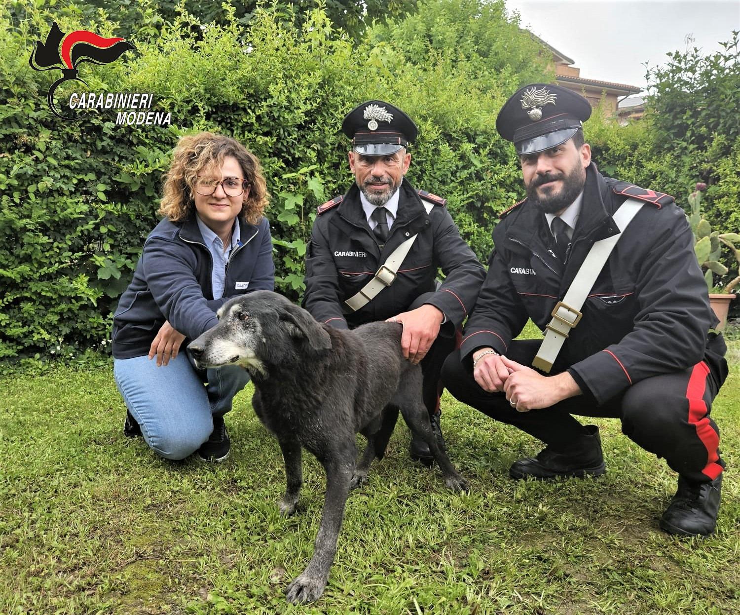 Il cane sta annegando dopo il nubifragio, salvato dai carabinieri