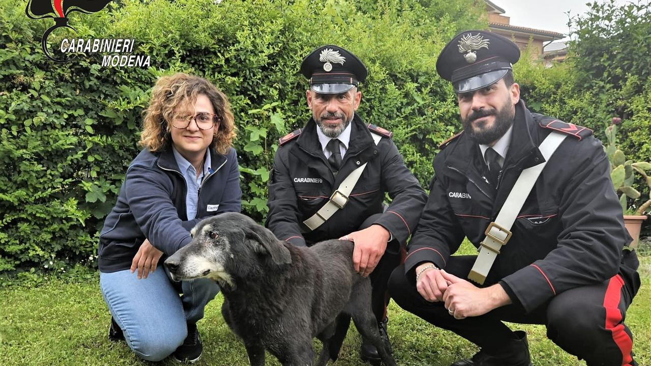 Il cane sta annegando dopo il nubifragio, salvato dai carabinieri