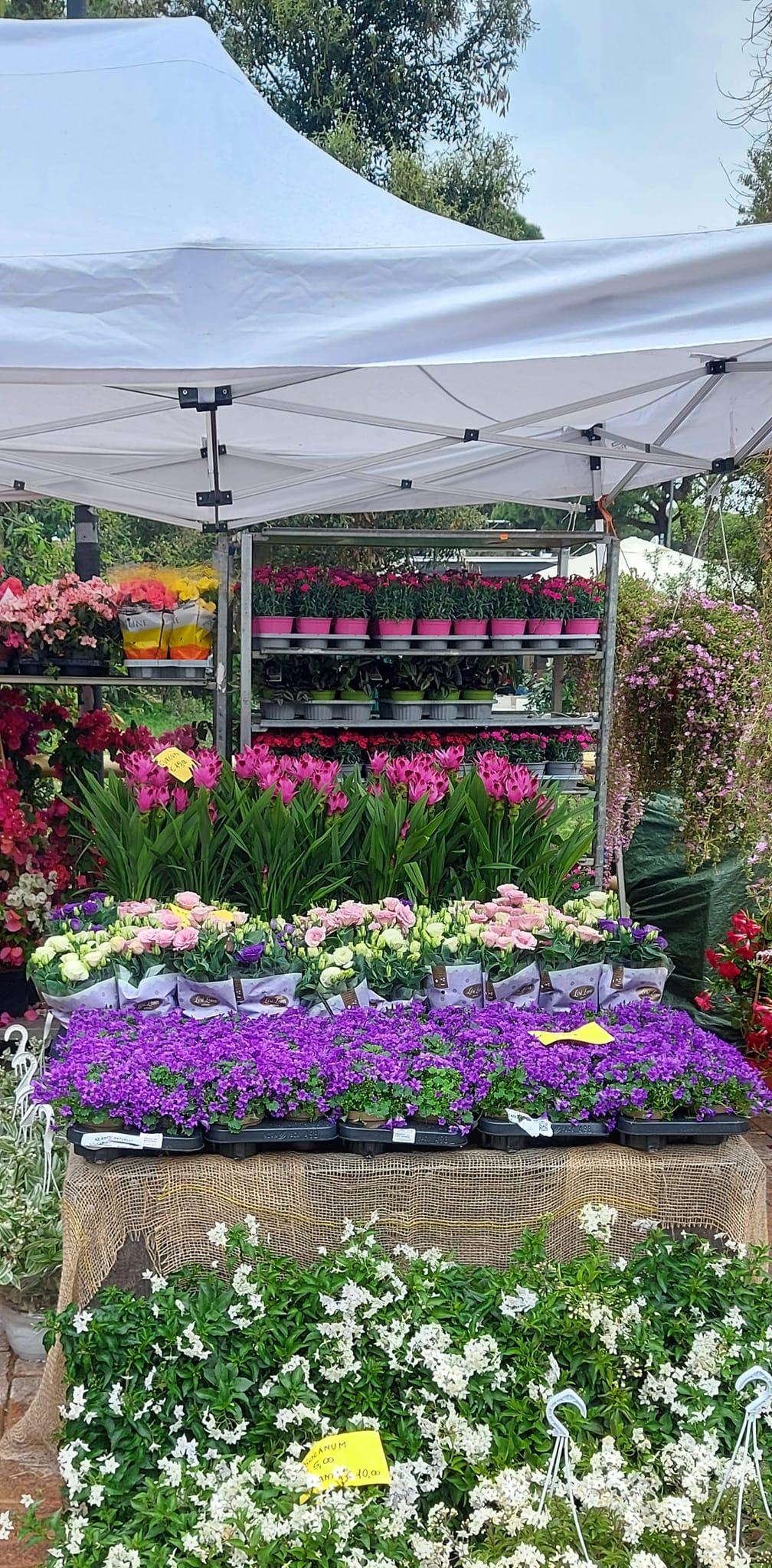 Lido Estensi, tripudio di colori e profumi su viale Carducci