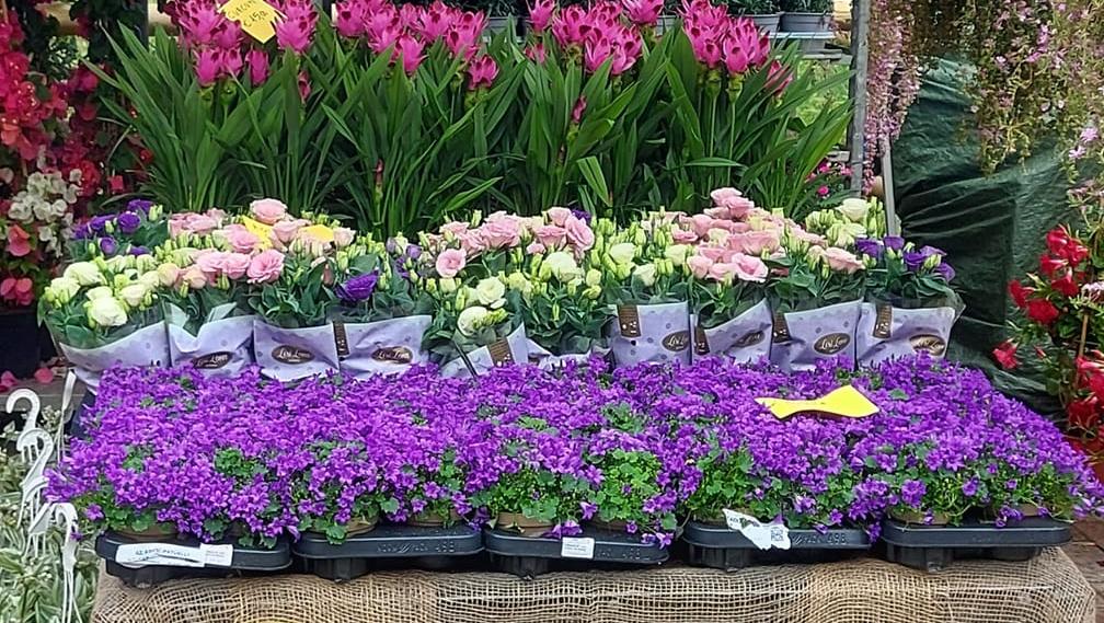 Lido Estensi, tripudio di colori e profumi su viale Carducci