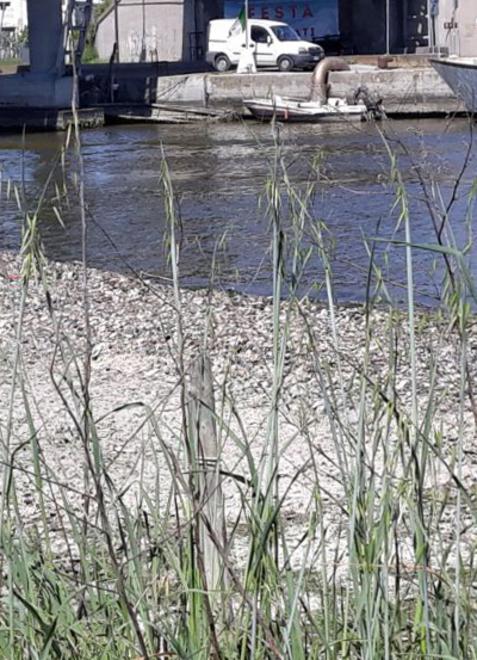 Comacchio, capulerio gettato nel canale Fattibello: la procura chiede tre condanne