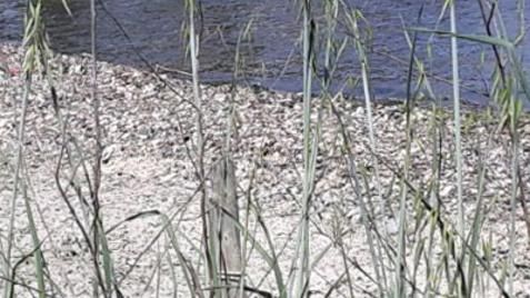 Comacchio, capulerio gettato nel canale Fattibello: la procura chiede tre condanne