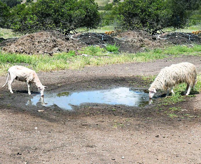 Siccità, Silvio Lai contro il governo: «Ignorata l’emergenza»
