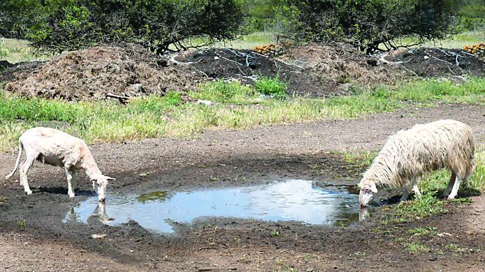 Siccità, Silvio Lai contro il governo: «Ignorata l’emergenza»