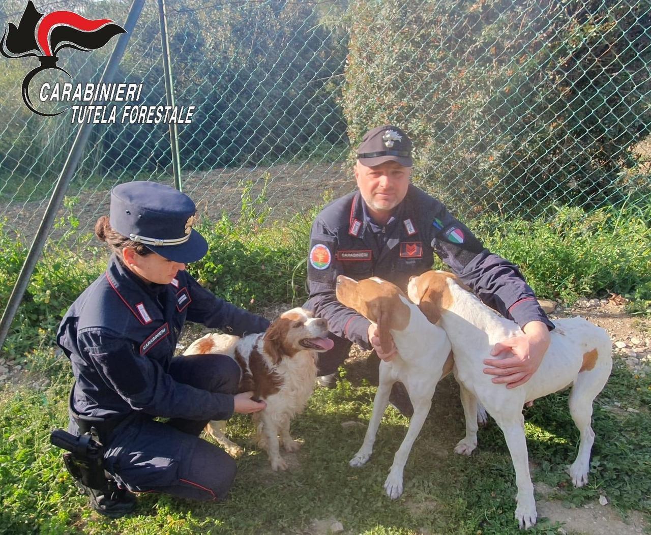 Collesalvetti, teneva due cani in pessime condizioni: denunciato un 64enne