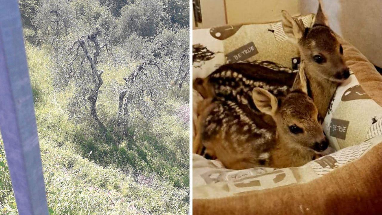 Palaia, mamma capriolo li lascia nell'oliveta: salvati due cuccioli rimasti soli 