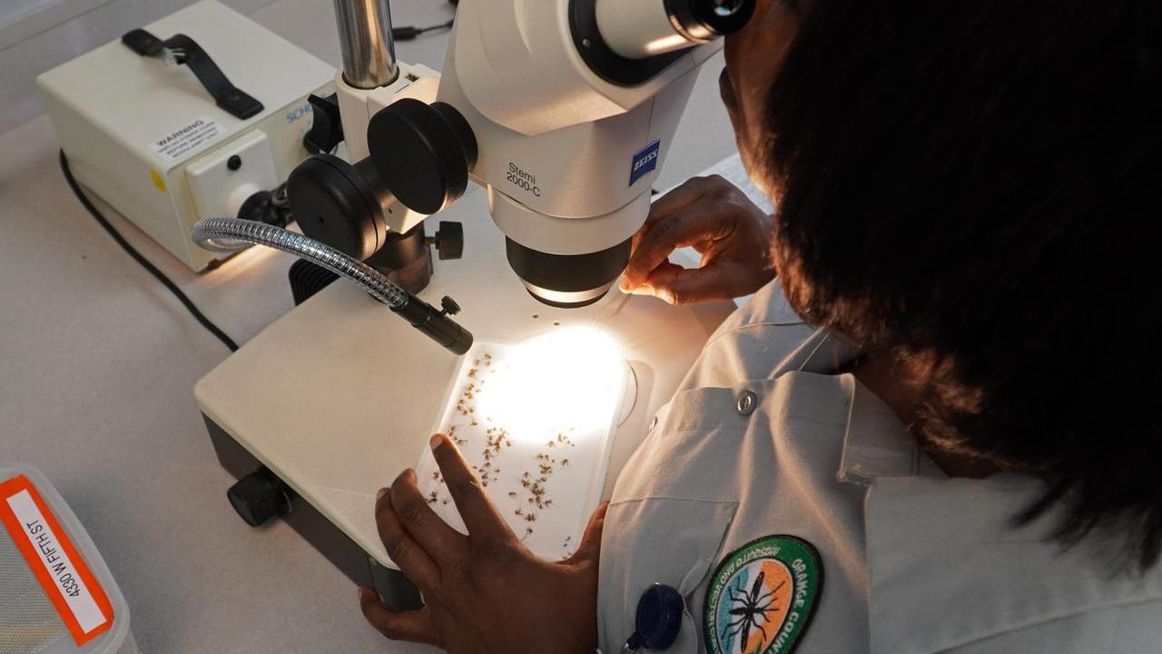 Febbre del Nilo, alla ricerca del virus in laboratorio