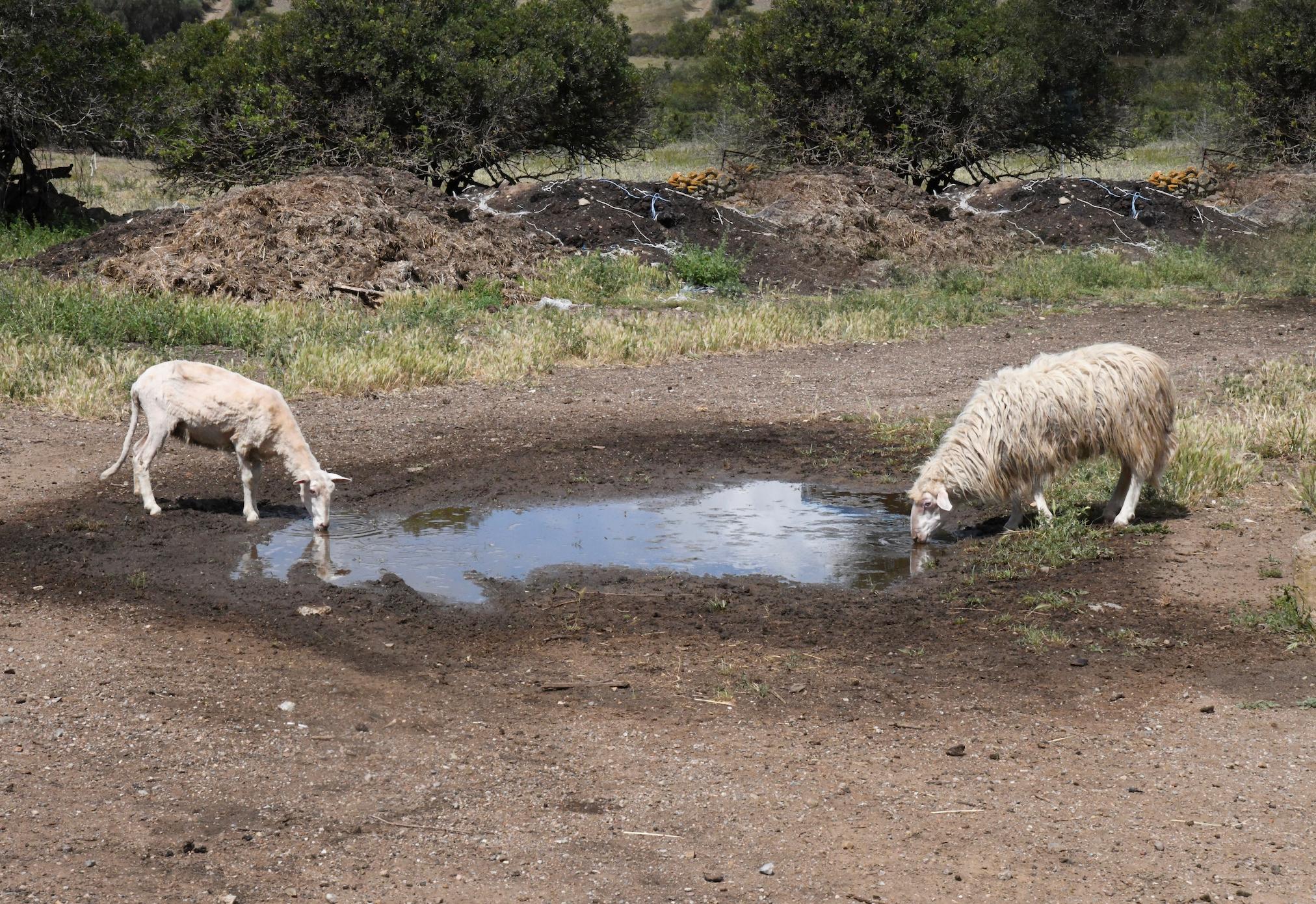 Siccità, la disperazione dei sindaci: «Mancano le autobotti e nessuno ci dà risposte»