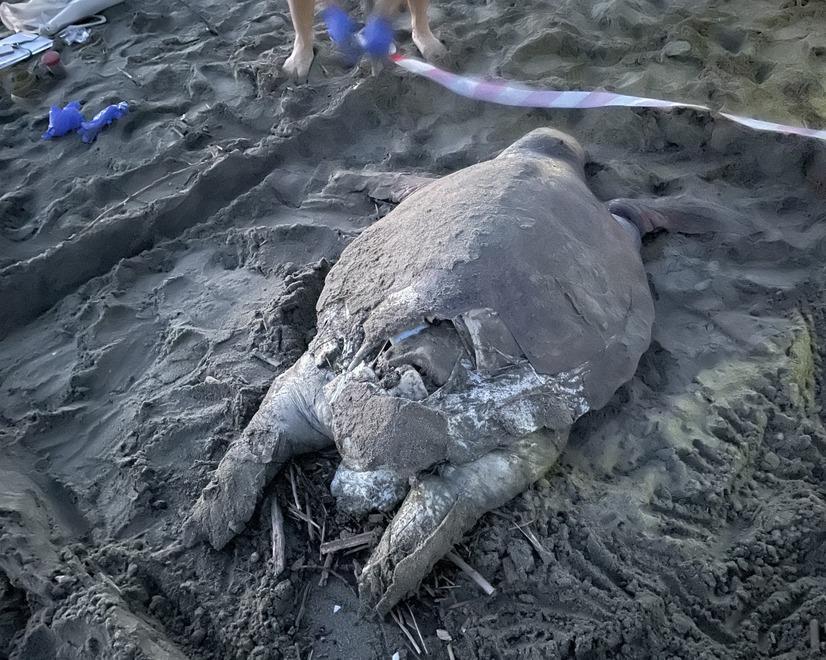 Il grosso esemplare di Caretta Caretta trovato spiaggiato a Marina di Grosseto
