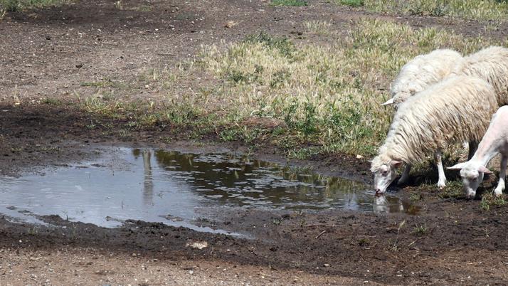 Baronia stritolata dalla siccità, vertice in Regione con Alessandra Todde