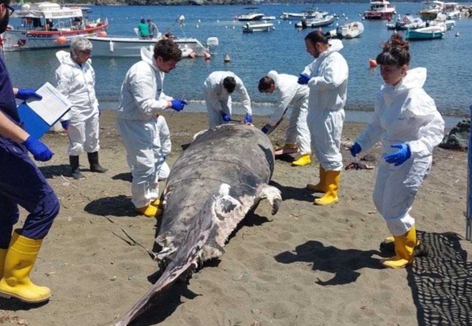 
	L'intervento degli esperti

