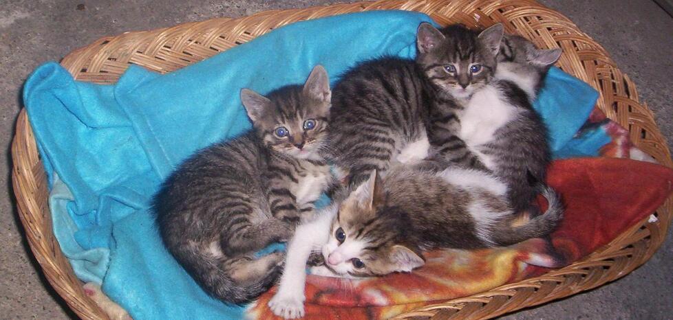 Copparo, getta due gattini dall’auto: denunciato grazie alla targa