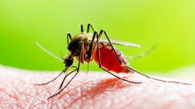 Una zanzara infetta trasmette il Virus Dengue con la puntura