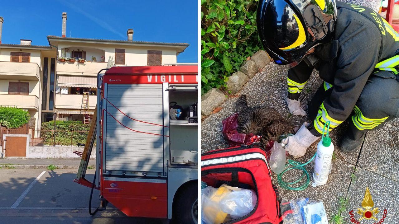 Prato, incendio in un condominio: i vigili del fuoco salvano un gattino