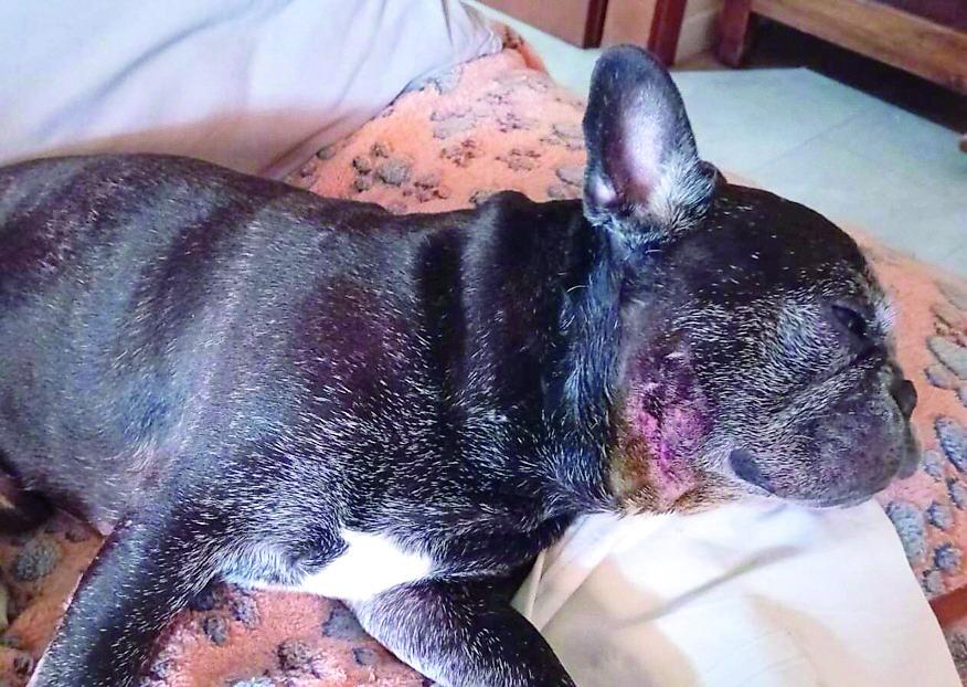 Pensionata salvata da una coppia mentre il suo cane viene azzannato