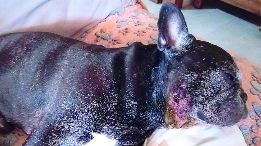 Pensionata salvata da una coppia mentre il suo cane viene azzannato