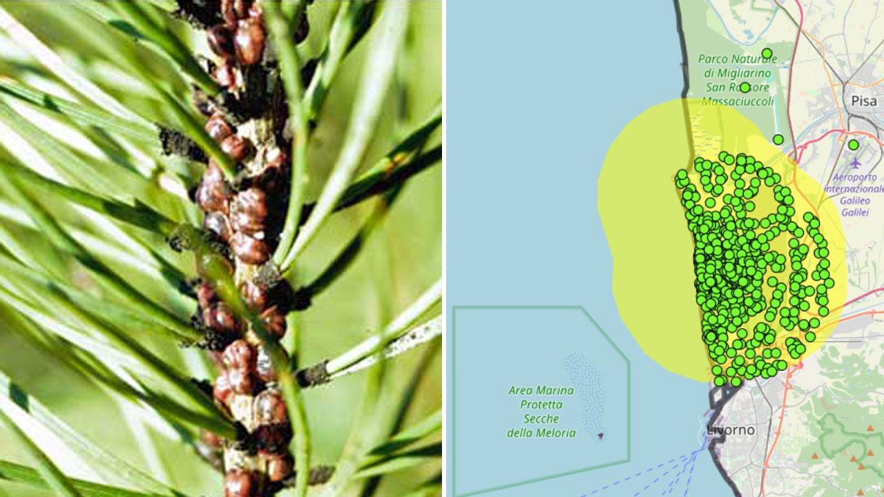 Pisa, emergenza insetti infestanti: migliaia di pini sono in pericolo. Le zone più colpite e il risultato delle ispezioni