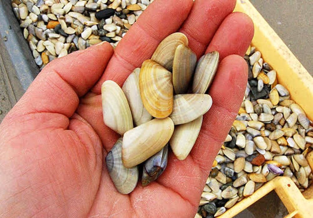 Toscana, nelle telline ci sono microplastiche ma per i ricercatori «non c’è rischio nel mangiarle»