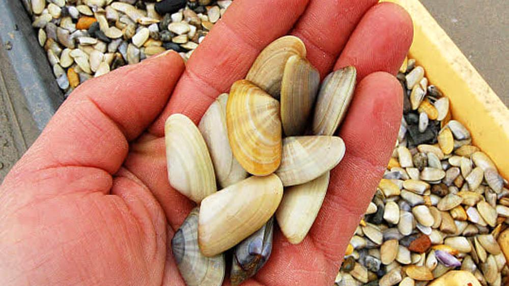 Toscana, nelle telline ci sono microplastiche ma per i ricercatori «non c’è rischio nel mangiarle»