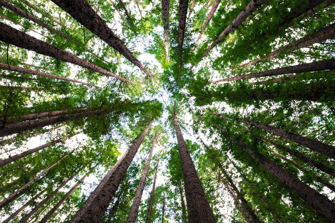 
	&ldquo;Pi&ugrave; alberi, pi&ugrave; verde e meno cemento&rdquo;, l&rsquo;appello di Coldiretti Toscana

