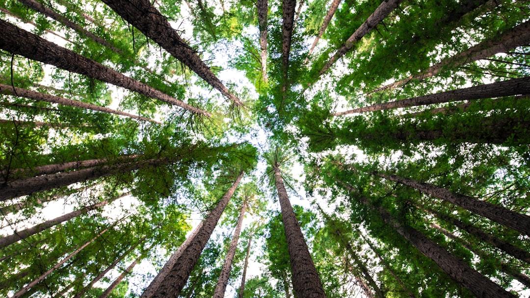 “Più alberi, più verde e meno cemento”, l’appello di Coldiretti Toscana