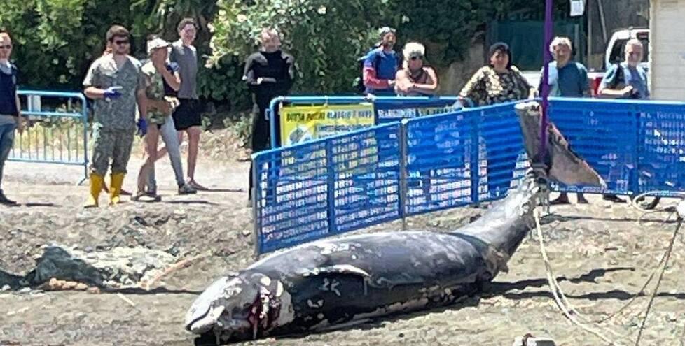 
	Il ritrovamento a Capoliveri sulla spiaggia di Peducelli


