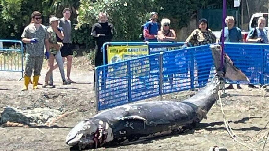 Il ritrovamento a Capoliveri sulla spiaggia di Peducelli