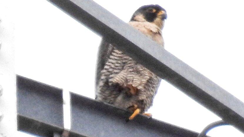 Reggio Emilia, il nido dei falchi pellegrini in centro quest’anno è rimasto vuoto