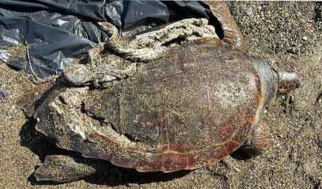 Una delle tartarughe Caretta caretta ritrovate senza vita con il carapace rotto dalla collisione con una barca