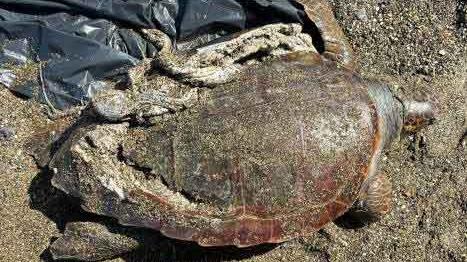 Una delle tartarughe Caretta caretta ritrovate senza vita con il carapace rotto dalla collisione con una barca