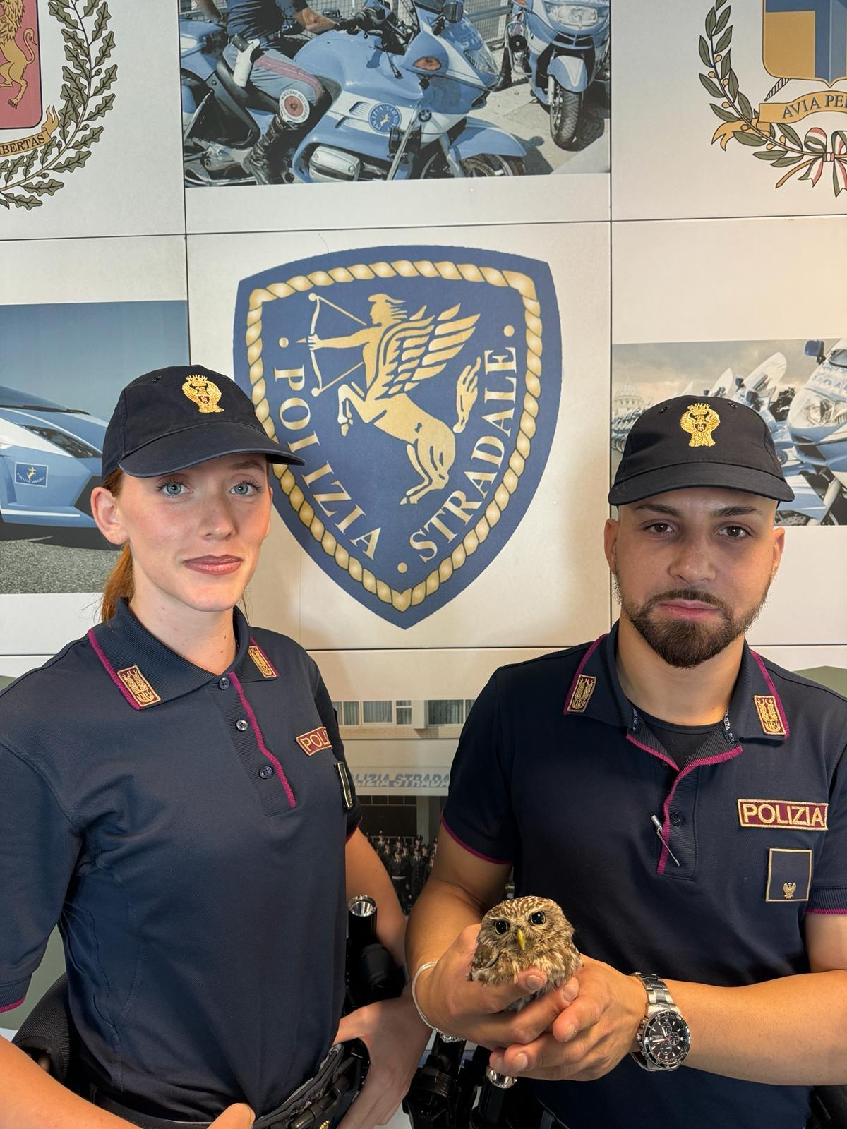 Modena, la Polizia salva una civetta in autostrada