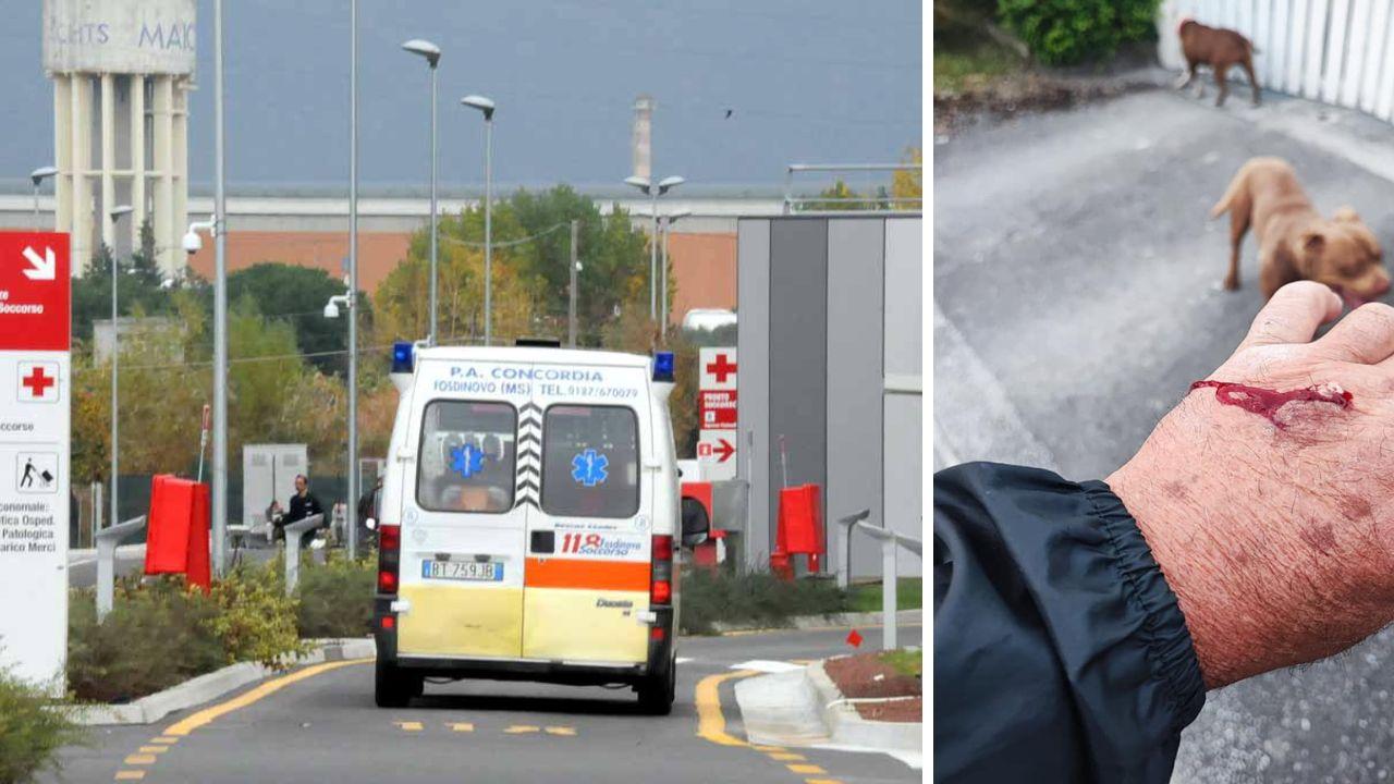 Viene aggredito da due pitbull per salvare il suo cagnolino