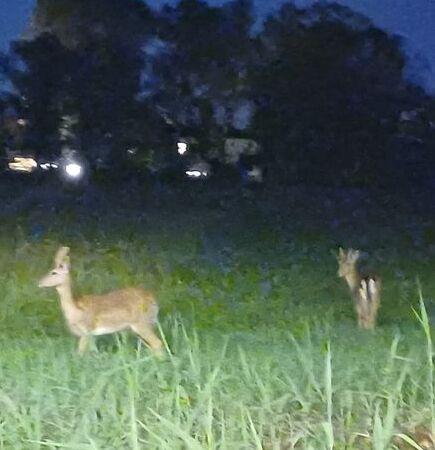 Daini in centro a Porto Garibaldi, incidenti e richieste di intervento