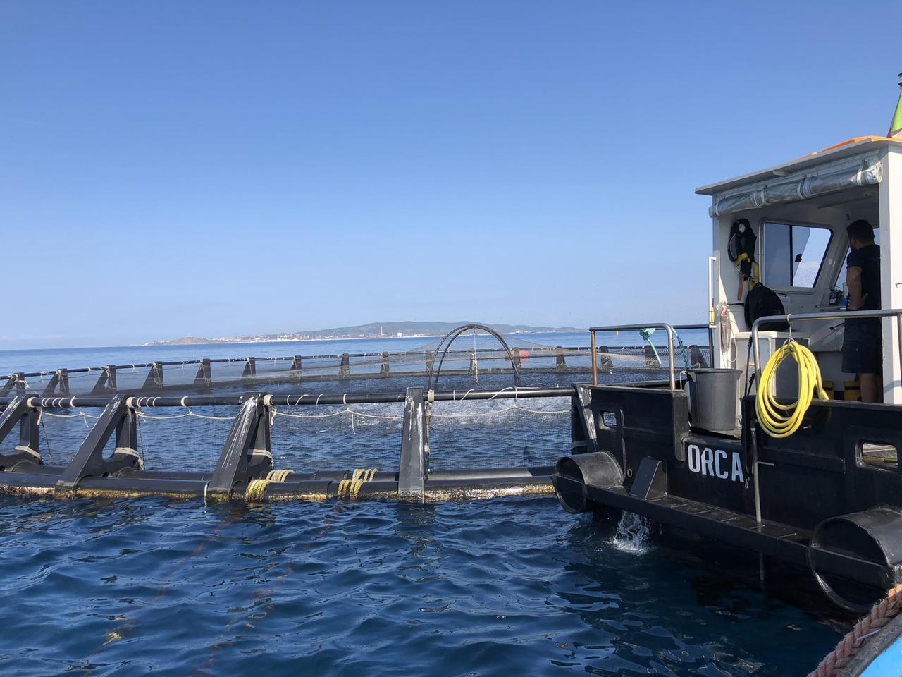 
	La produzione nel golfo

