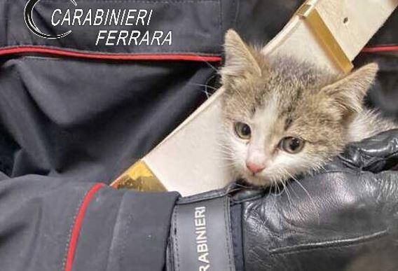 Gattini gettati dall’auto a Copparo, individuato l’autore del gesto