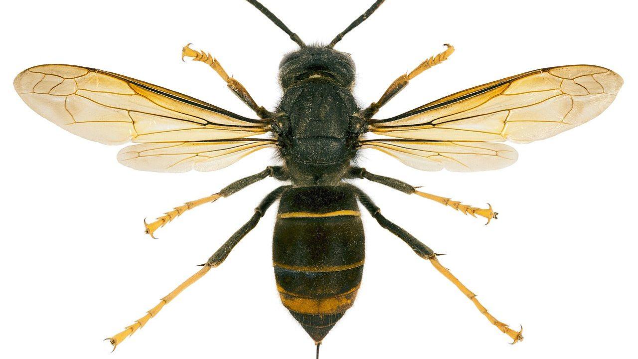
	Vespa velutina

