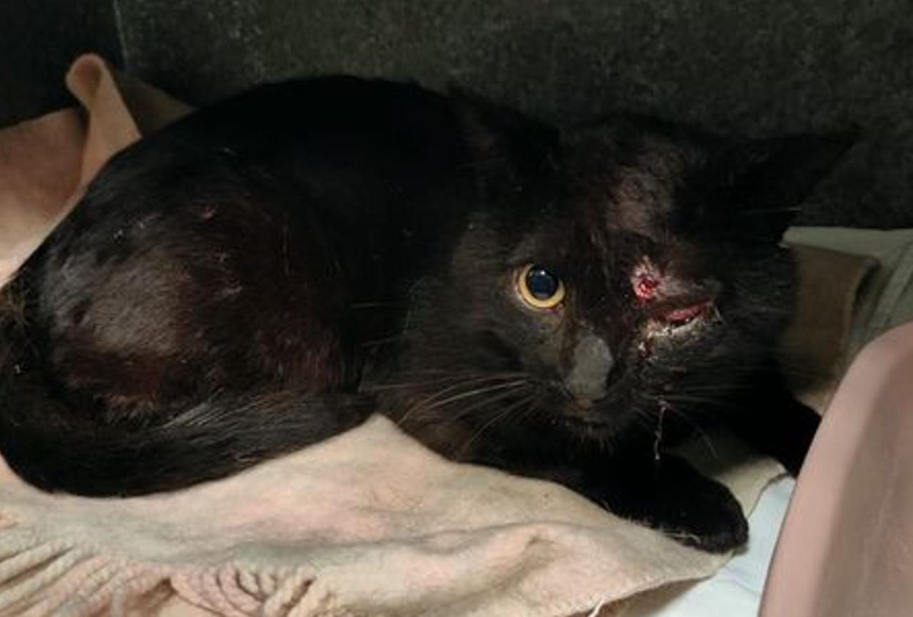 Ferito da un colpo di pistola, a Ferrara gara di solidarietà per il gatto Yuri