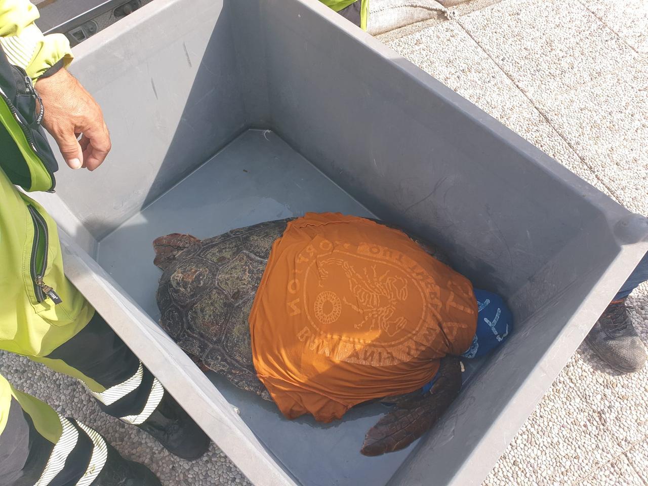 Salvata una tartaruga “caretta caretta”: i volontari la portano all’Acquario di Livorno